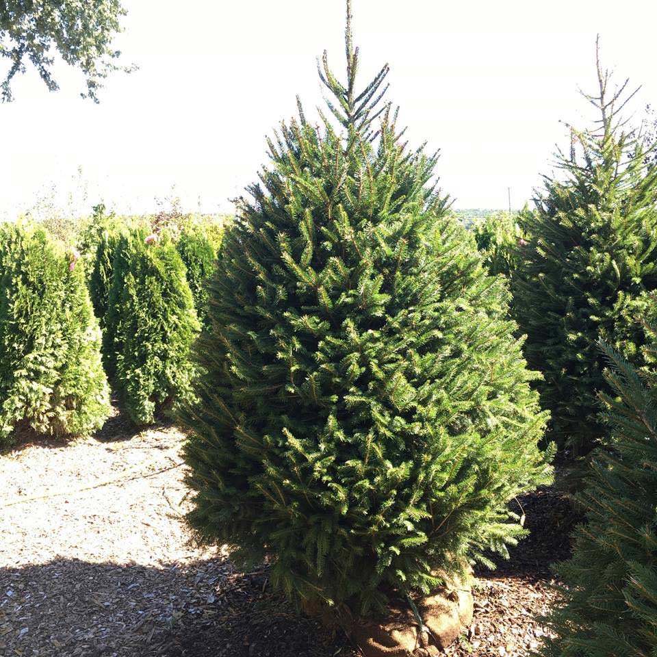 Cosmo's Landscaping and Nursery - Our Nursery gallery