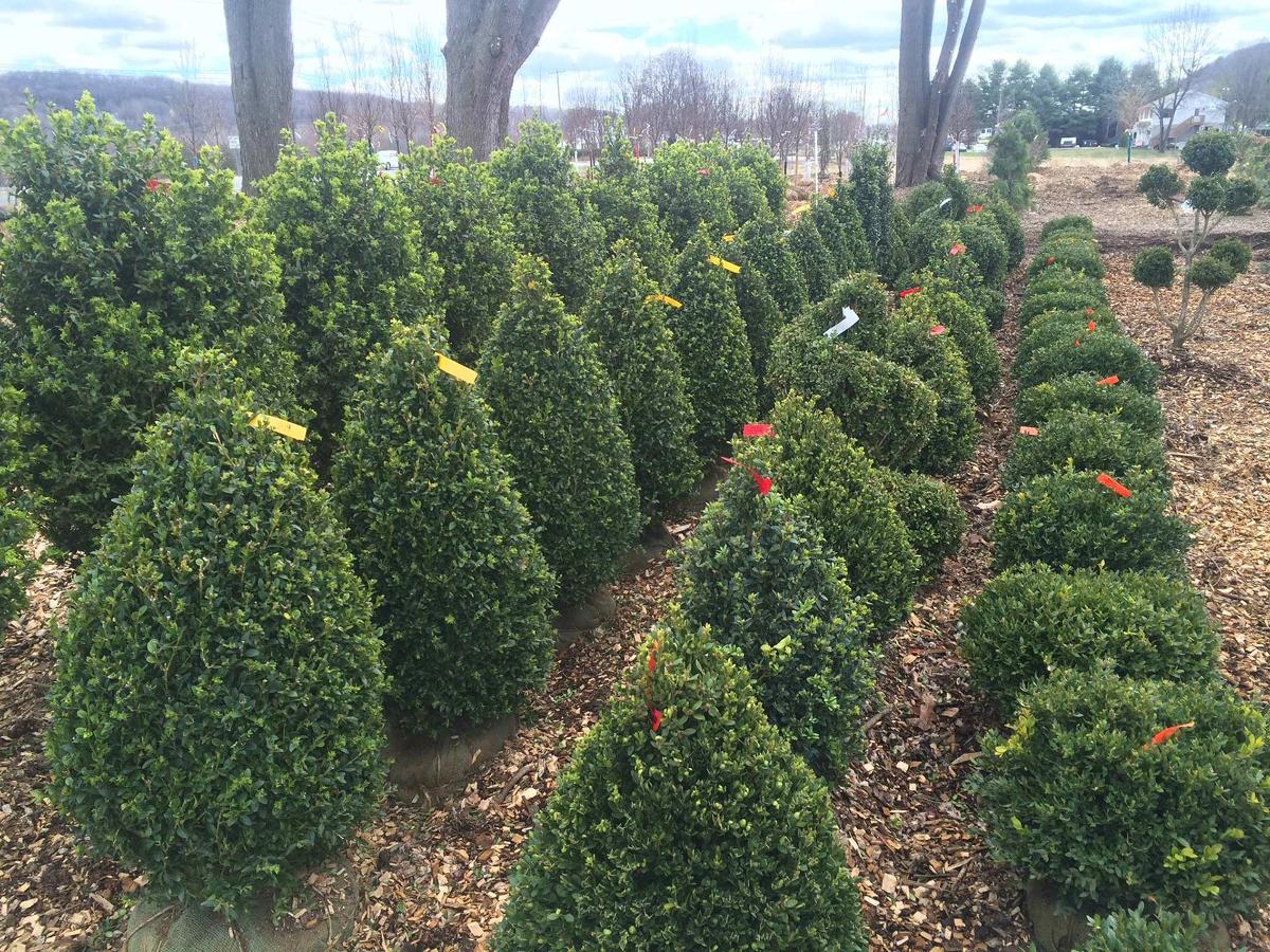 Cosmo's Landscaping and Nursery - Our Nursery gallery