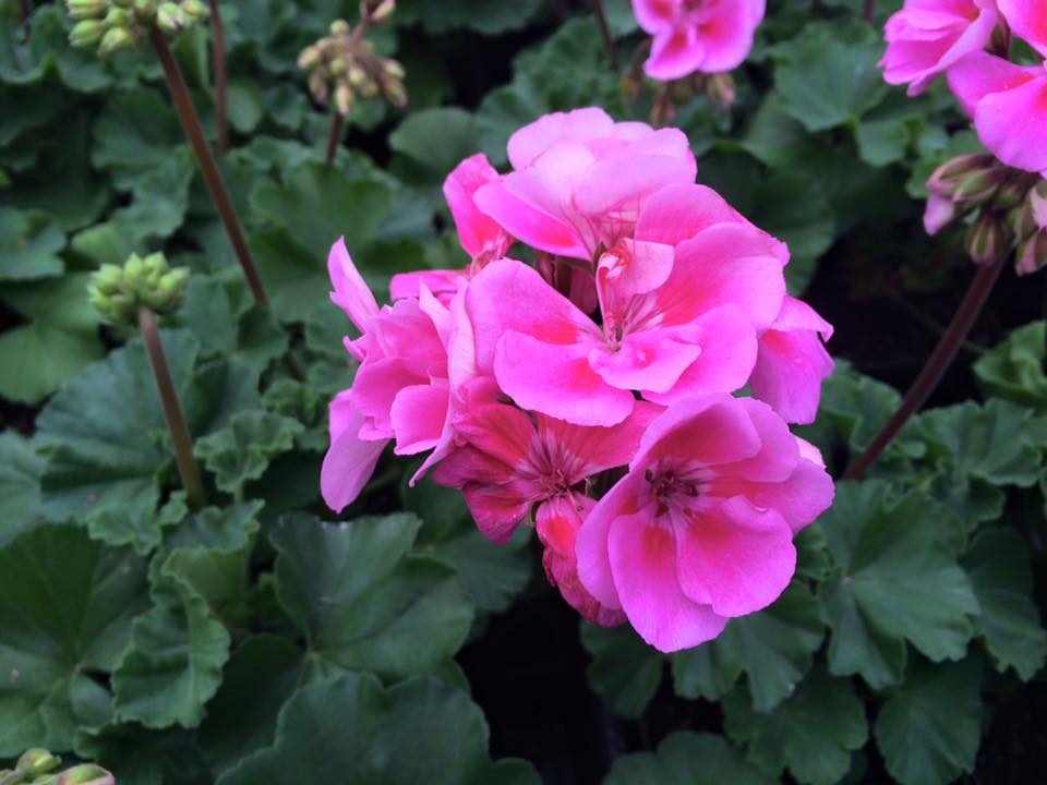 Cosmo's Landscaping and Nursery - Our Nursery gallery