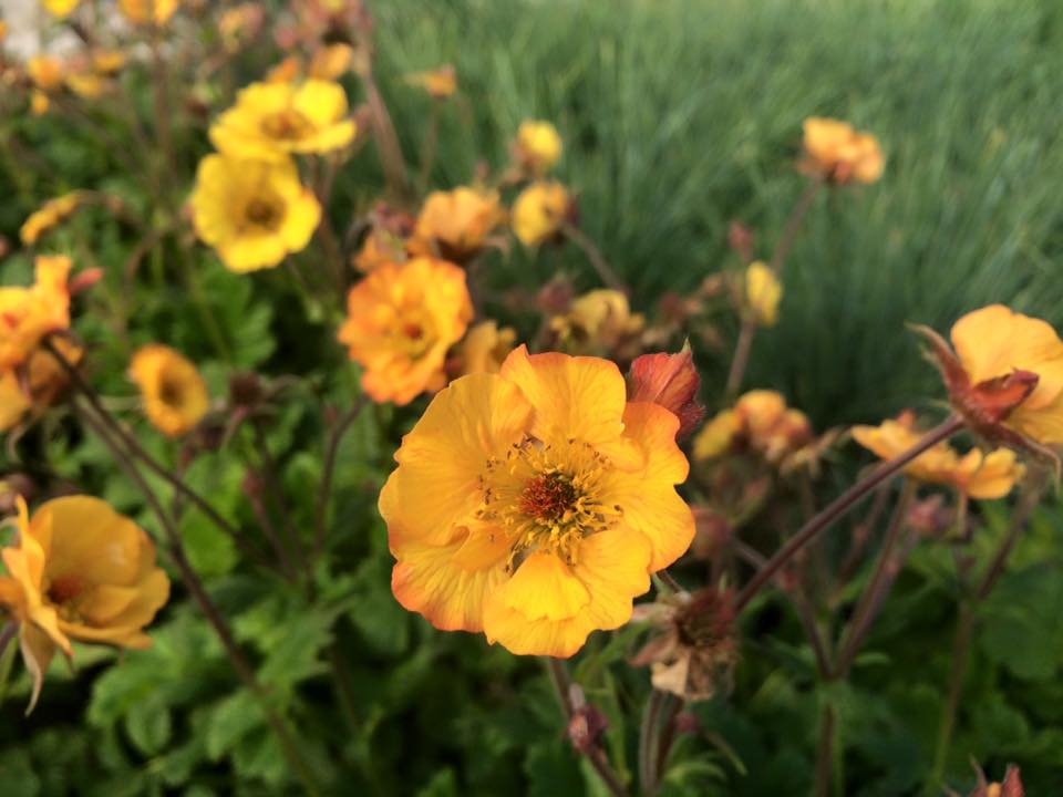 Cosmo's Landscaping and Nursery - Our Nursery gallery