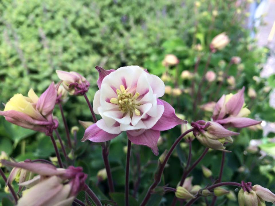 Cosmo's Landscaping and Nursery - Our Nursery gallery