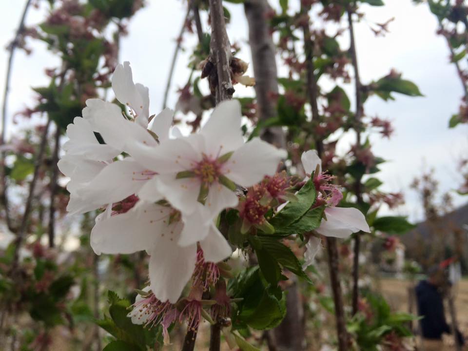 Cosmo's Landscaping and Nursery - Our Nursery gallery