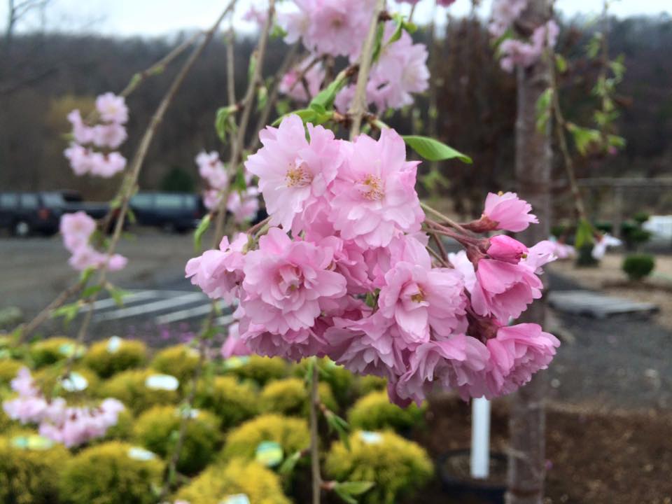 Cosmo's Landscaping and Nursery - Our Nursery gallery