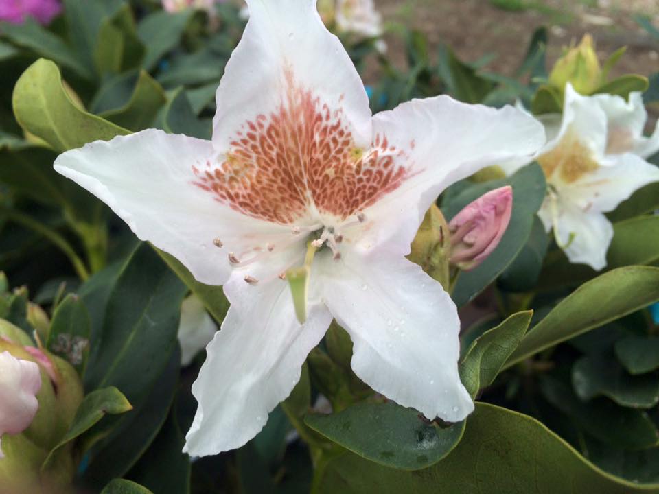 Cosmo's Landscaping and Nursery - Our Nursery gallery