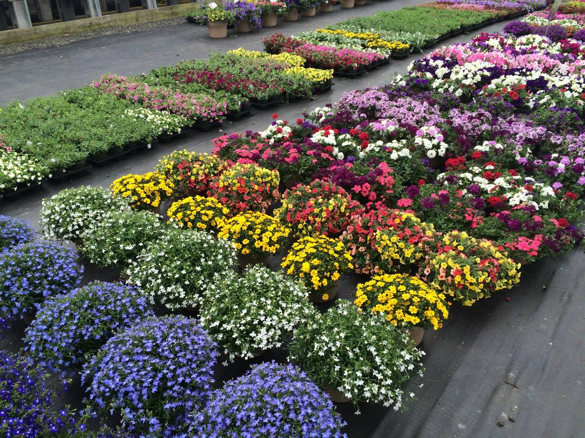 Cosmo's Landscaping and Nursery - Our Nursery gallery