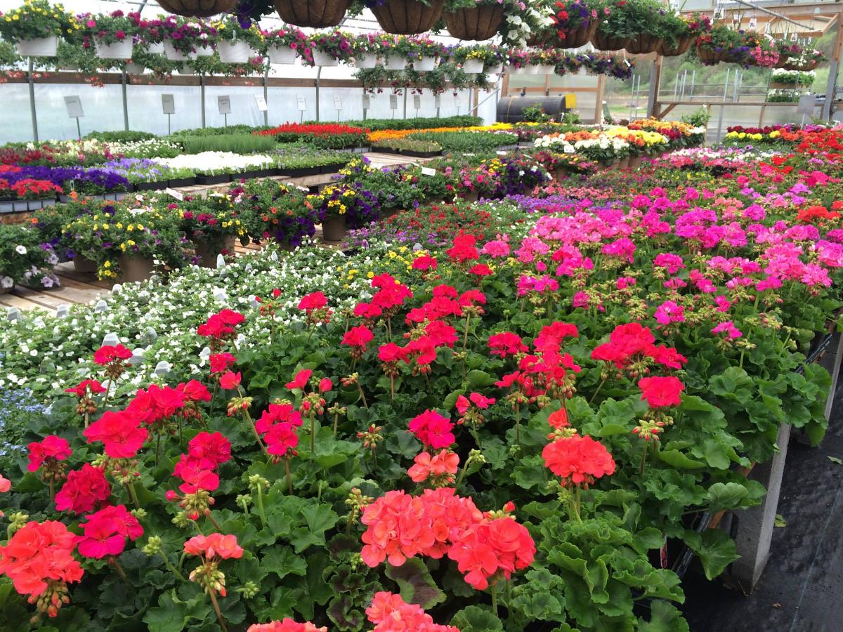Cosmo's Landscaping and Nursery - Our Nursery gallery