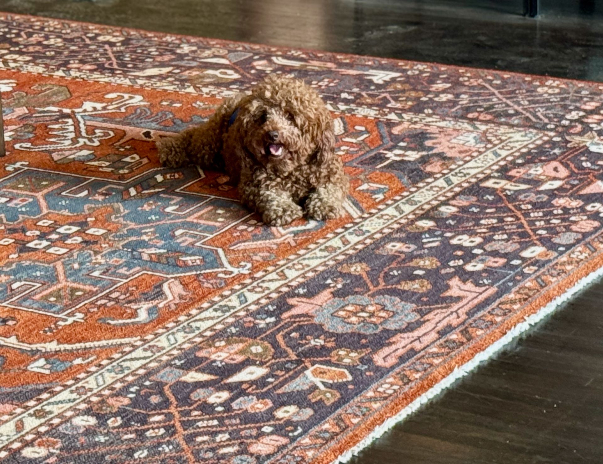 Dog resting on a patterned Persian rug; shades of red, blue, and brown.