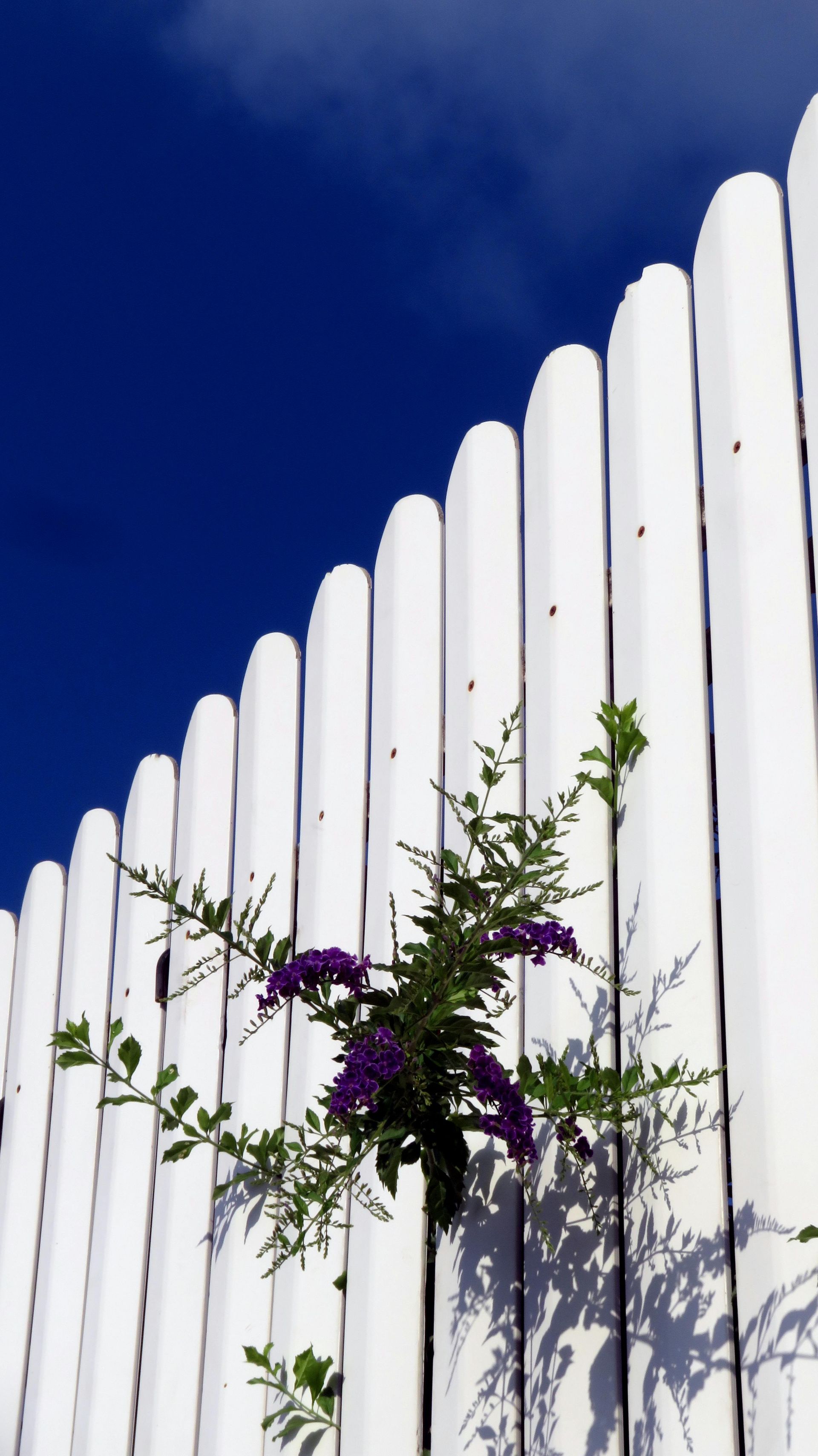 White picket fence with purple flowers against a deep blue sky