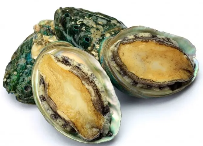 ostriche abalone