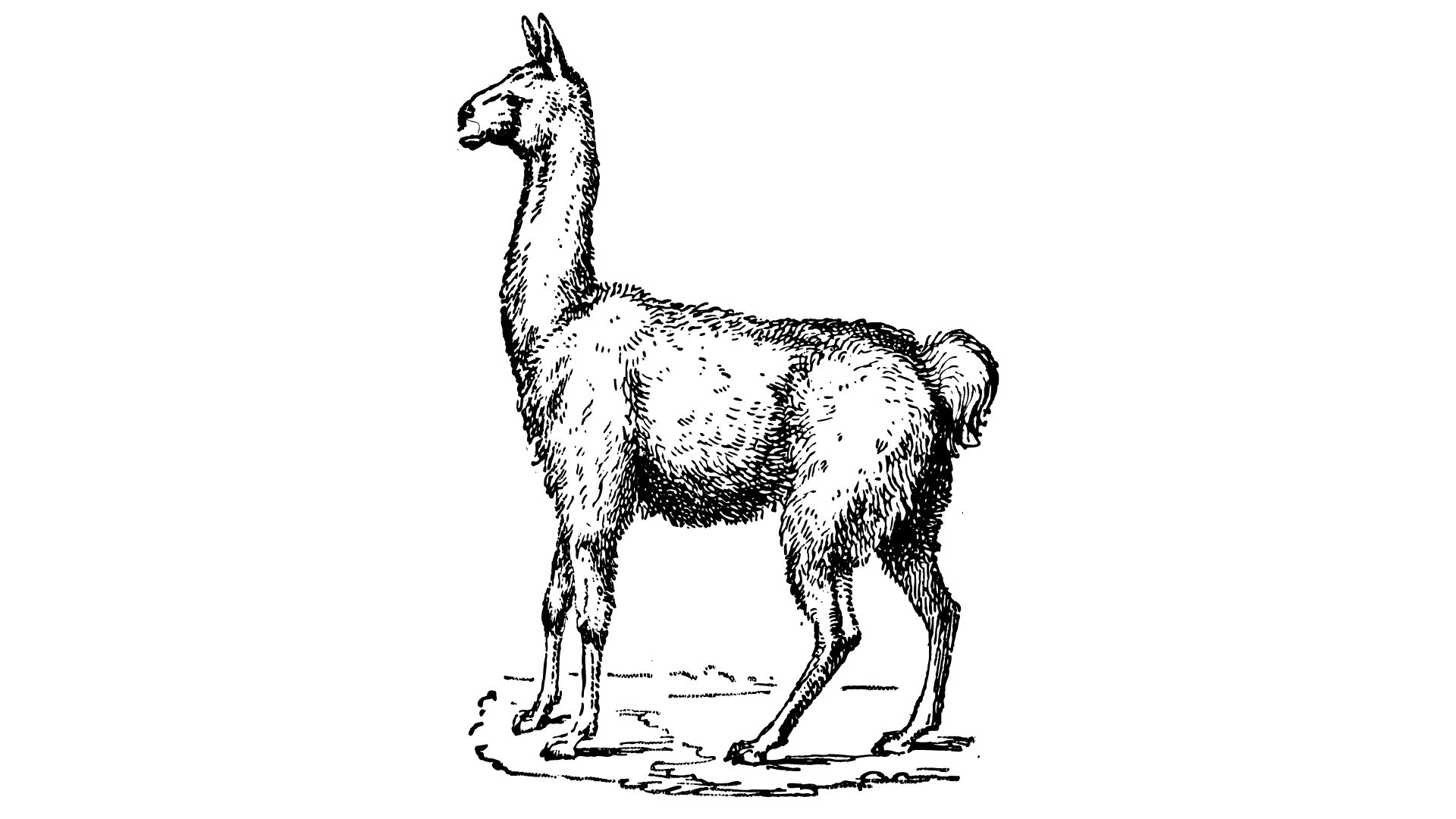 Livestock Auction, Cattle Market Parsons KS