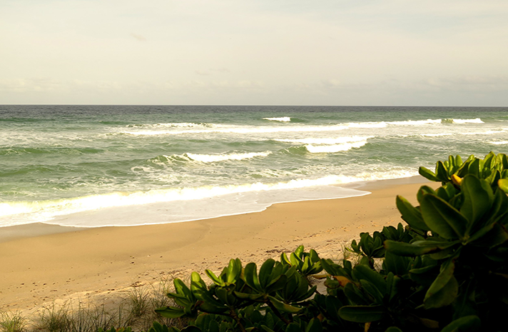 A beach with waves crashing on the sand and a tree in the foreground.