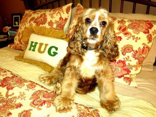 A cocker spaniel is sitting on a bed with a pillow that says hug