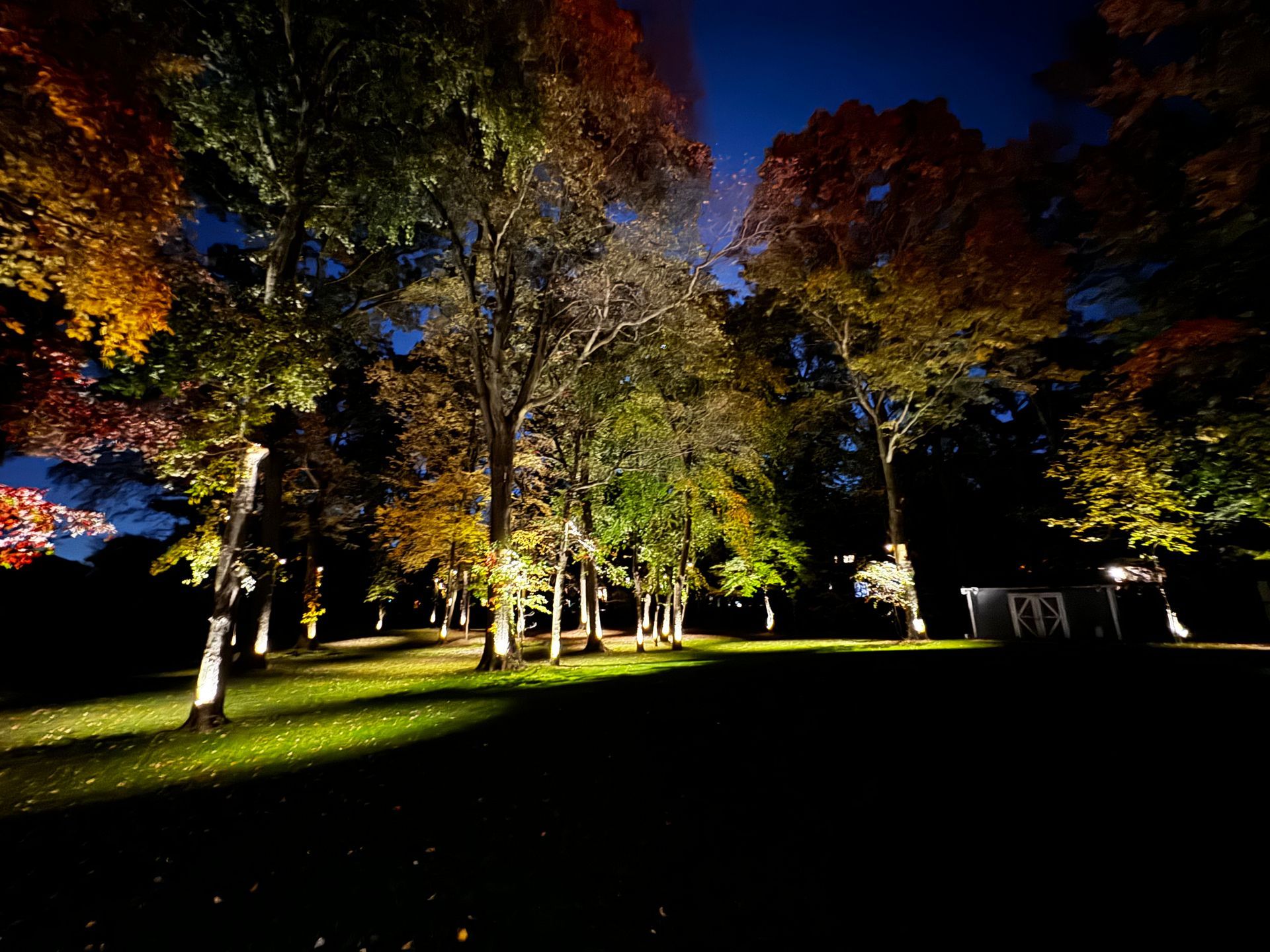 Trees with colorful autumn leaves illuminated at night. Dark lawn and a small building in the distance.