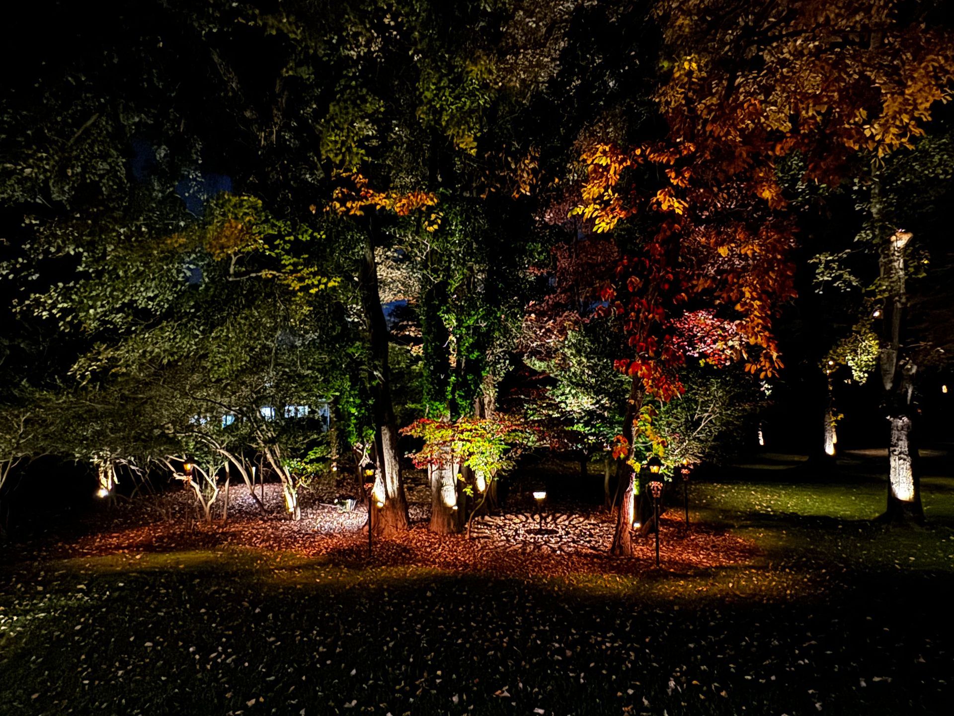 Trees illuminated at night, autumn foliage. Dark landscape with green and orange leaves, spotlights.
