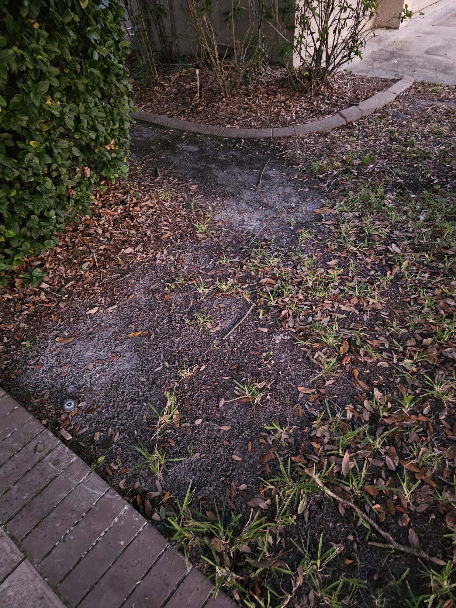 Yard with sparse grass, scattered leaves, and patches of light-colored substance near a brick walkway and overgrown bush.