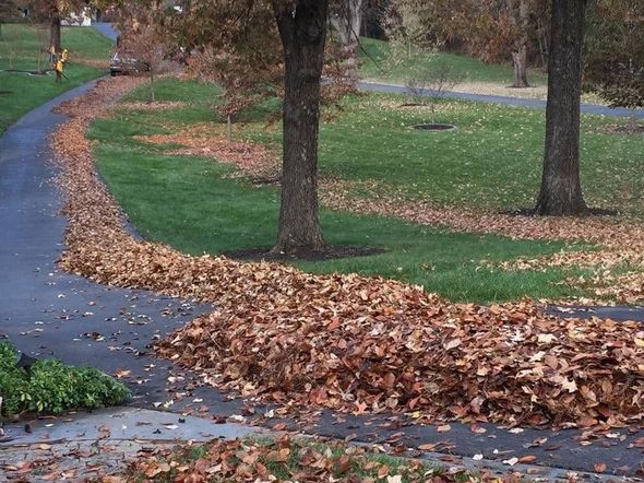 seasonal leaf removal