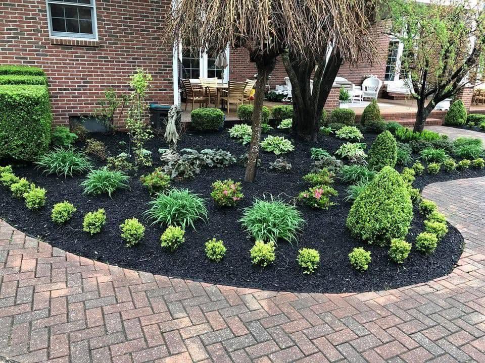 flower bed with brown mulch and evergreen shrubs and trees