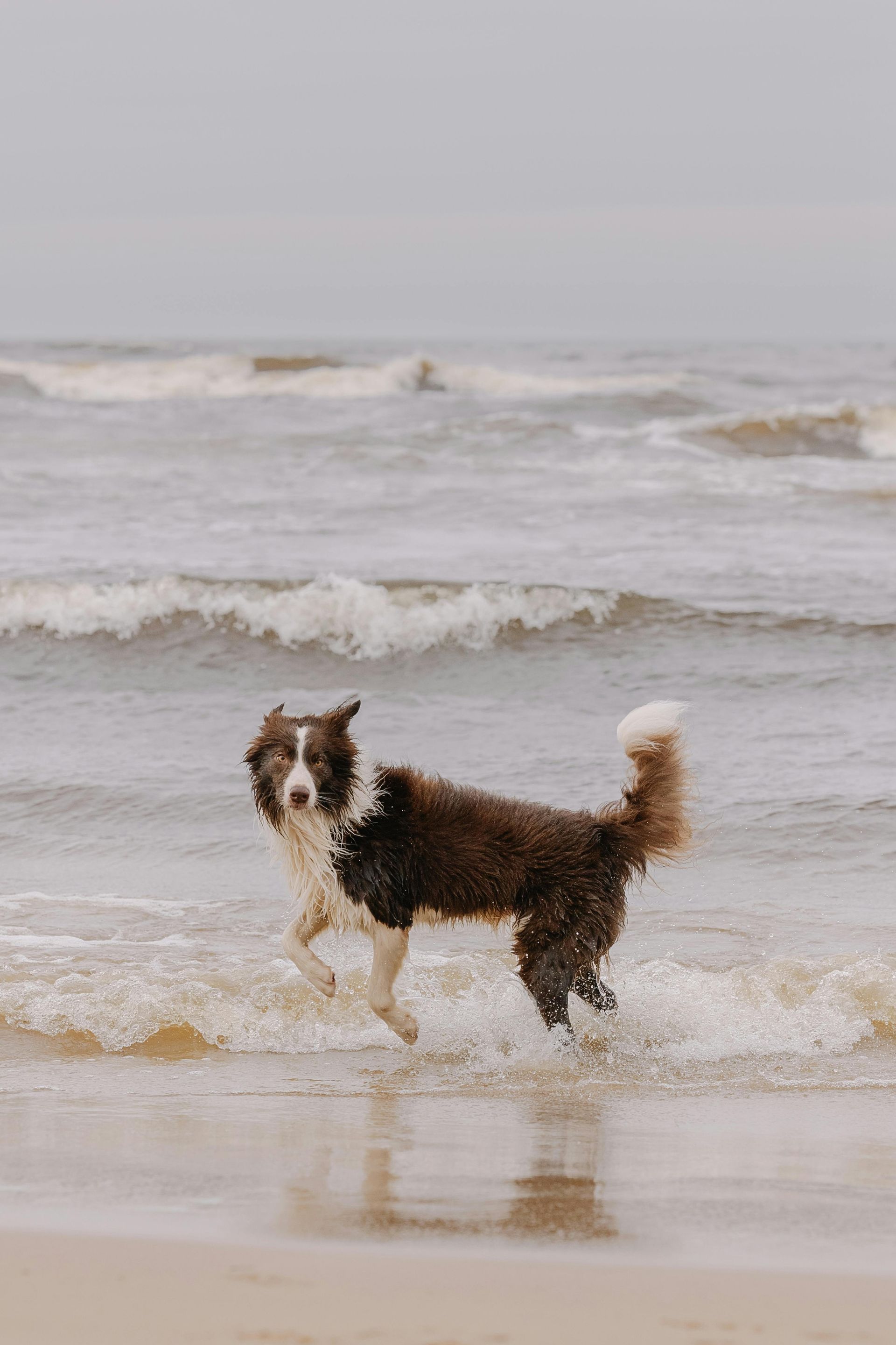 A brown and white dog is running in the ocean on a beach.