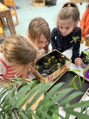A group of young girls are looking at a box of frogs.