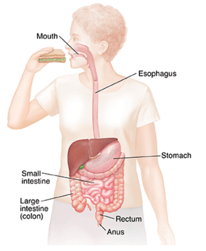 The link between sugar intake and type 2 diabetes | Growlife Medical