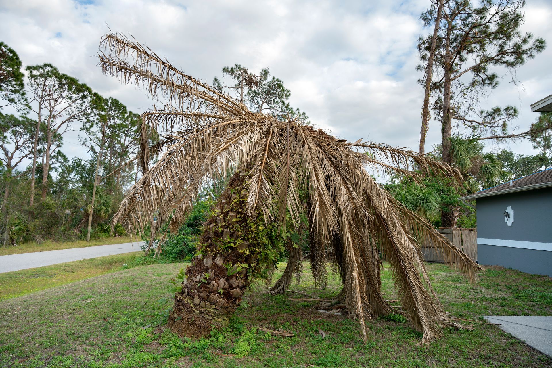 Dead palm tree in florida before being removed