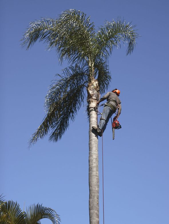 Tree surgeon scaling tree for palm tree limb removal