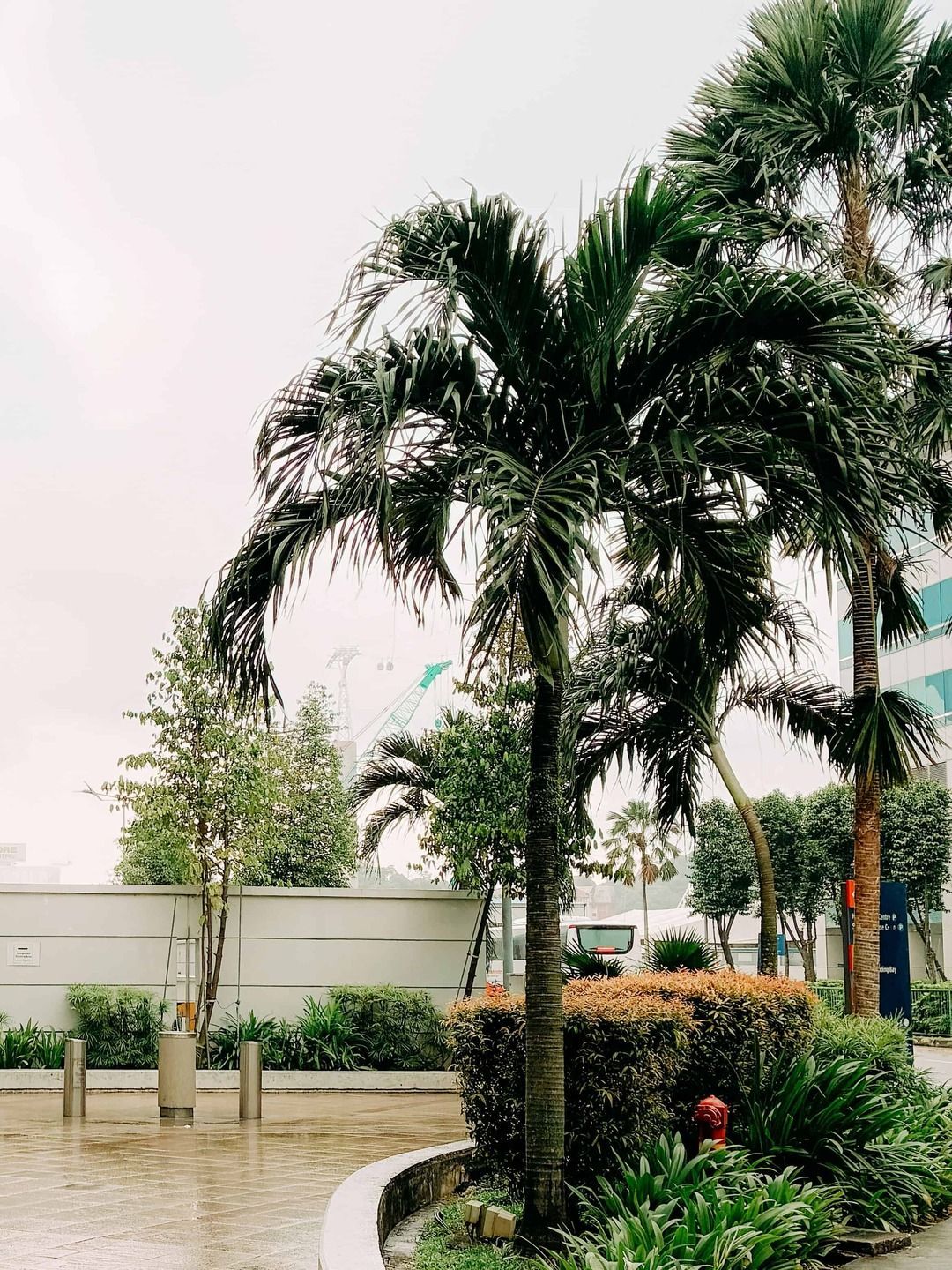 A row of palm trees at a business with fresh landscaping