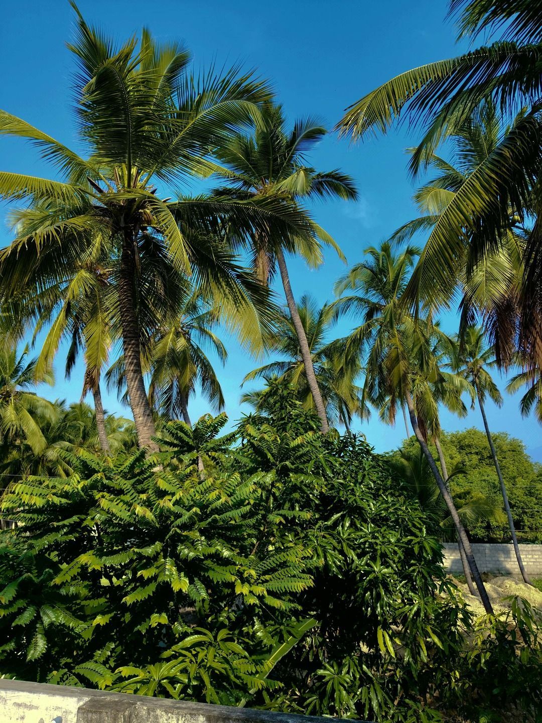 A bunch of palm trees in Homestead FL before professional tree removal