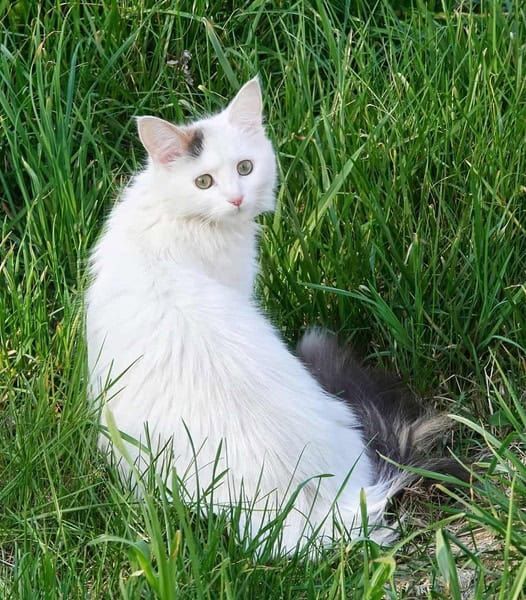 A white cat is sitting in a pet friendly plant