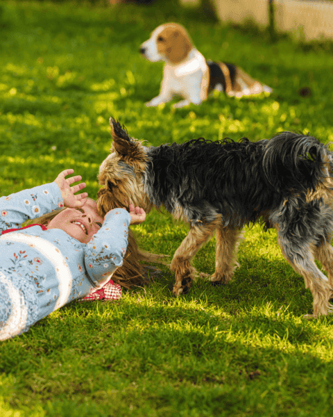 A little girl is laying on the new turf with two dogs.