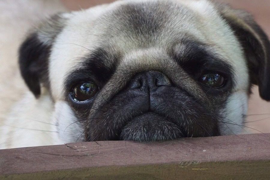 A close up of a pug dog looking over a fence.