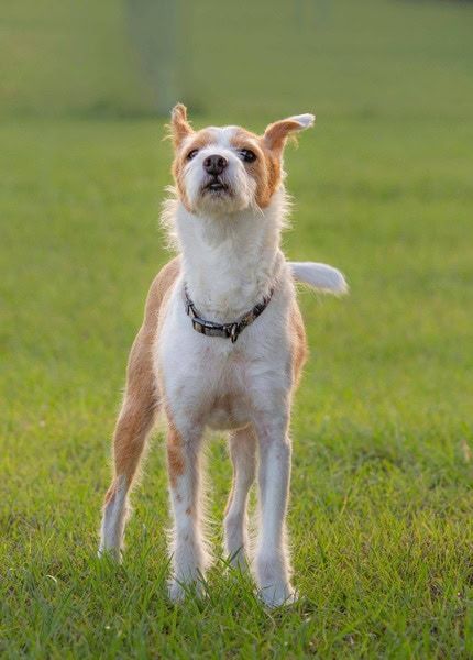 a dog in a grass yard enjoying the new pet safe turf