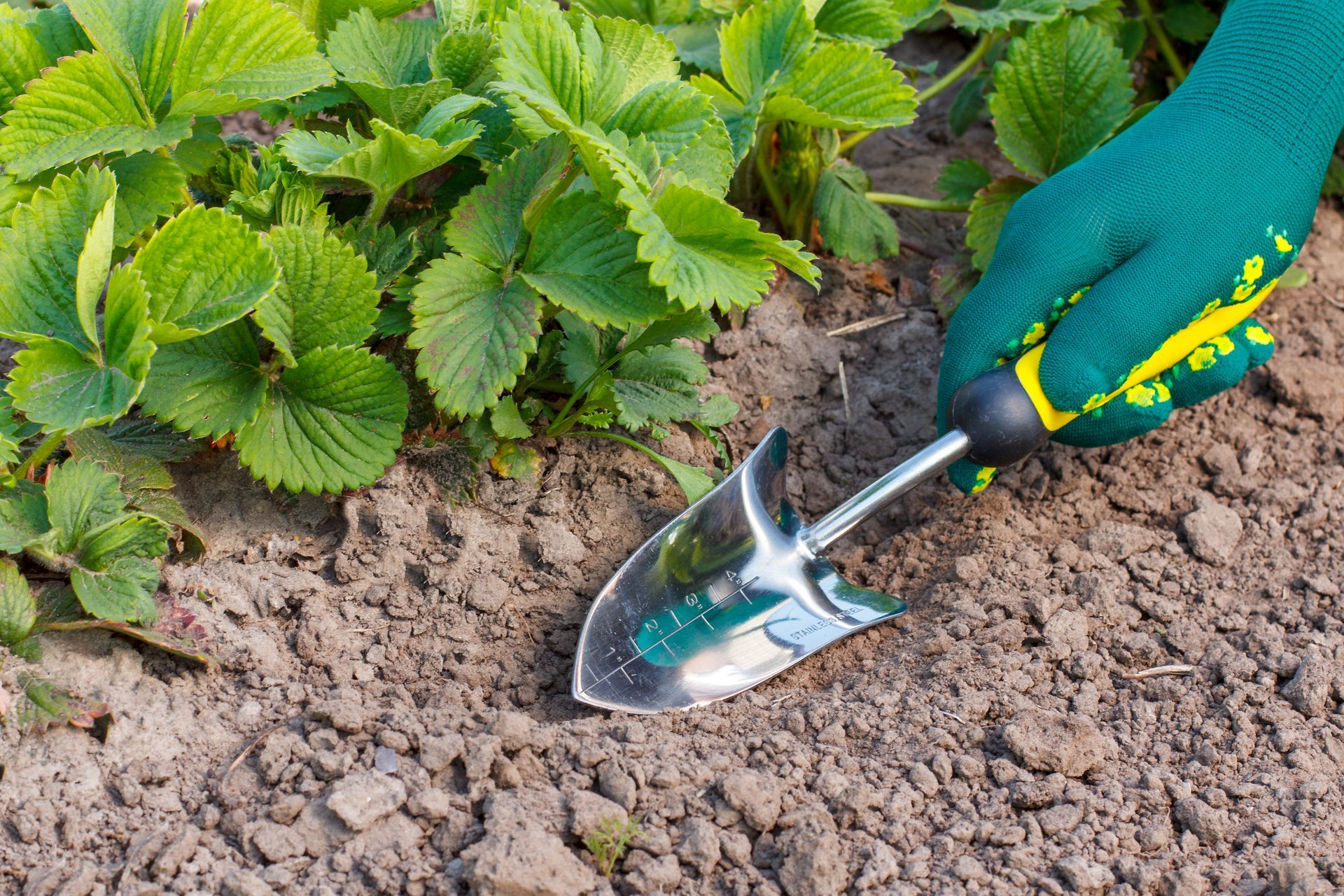 A hand scooping compacted soil to collect sample for soil testing