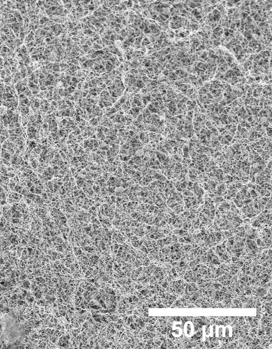 A black and white image of a sponge under a microscope.