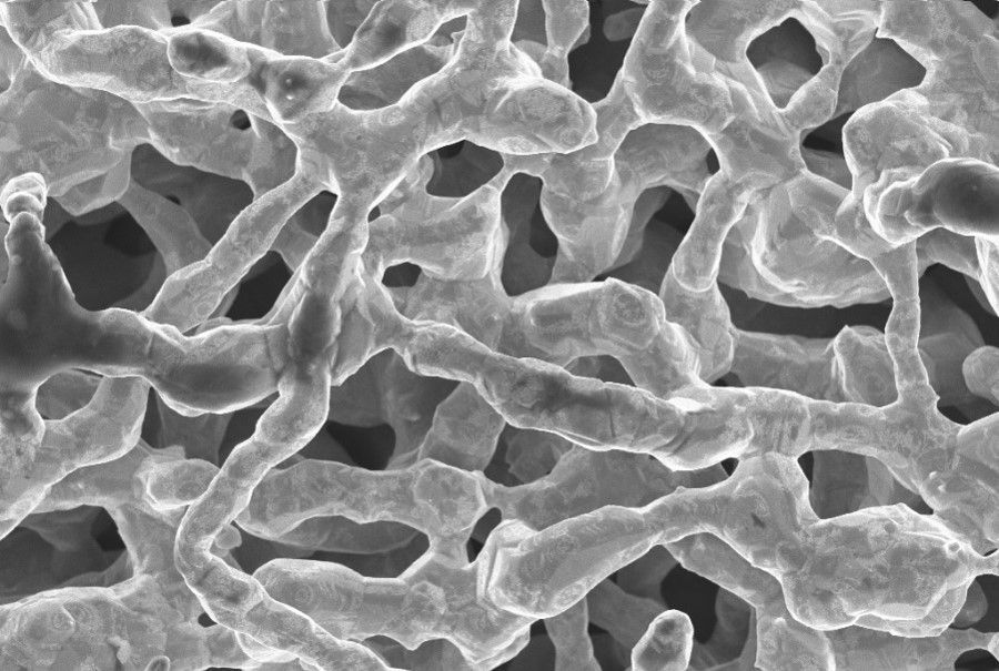 A black and white photo of a coral reef under a microscope.