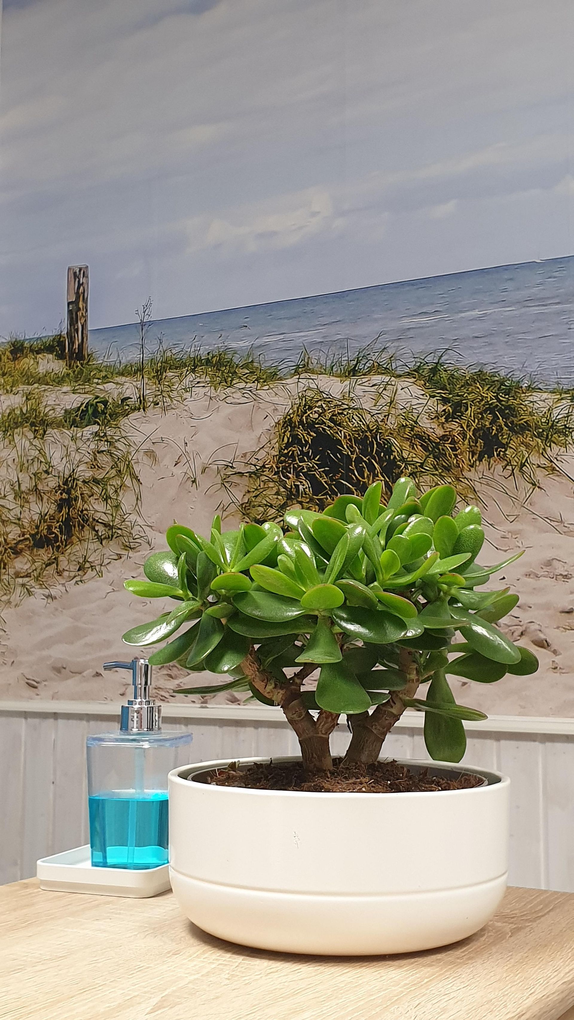 Auf einem Tisch steht eine kleine grüne Pflanze in einem weißen Topf.