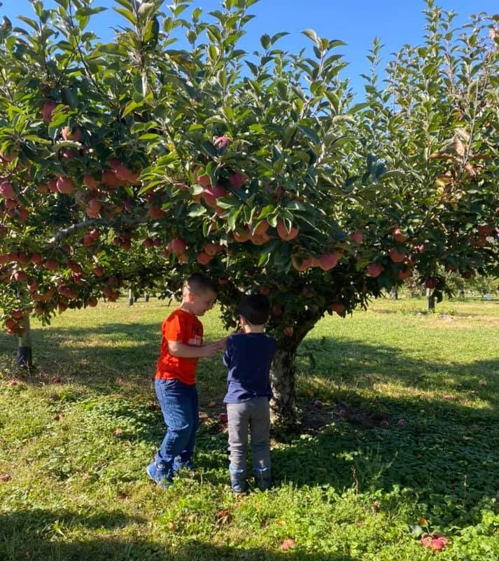 Two young boys are picking apples from an apple tree