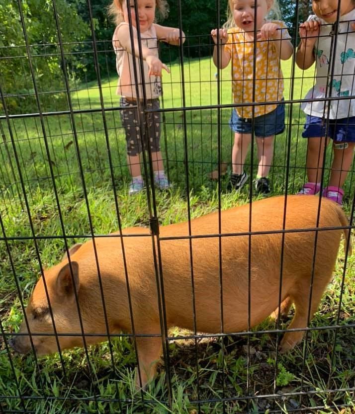 A pig in a cage with two children standing behind it