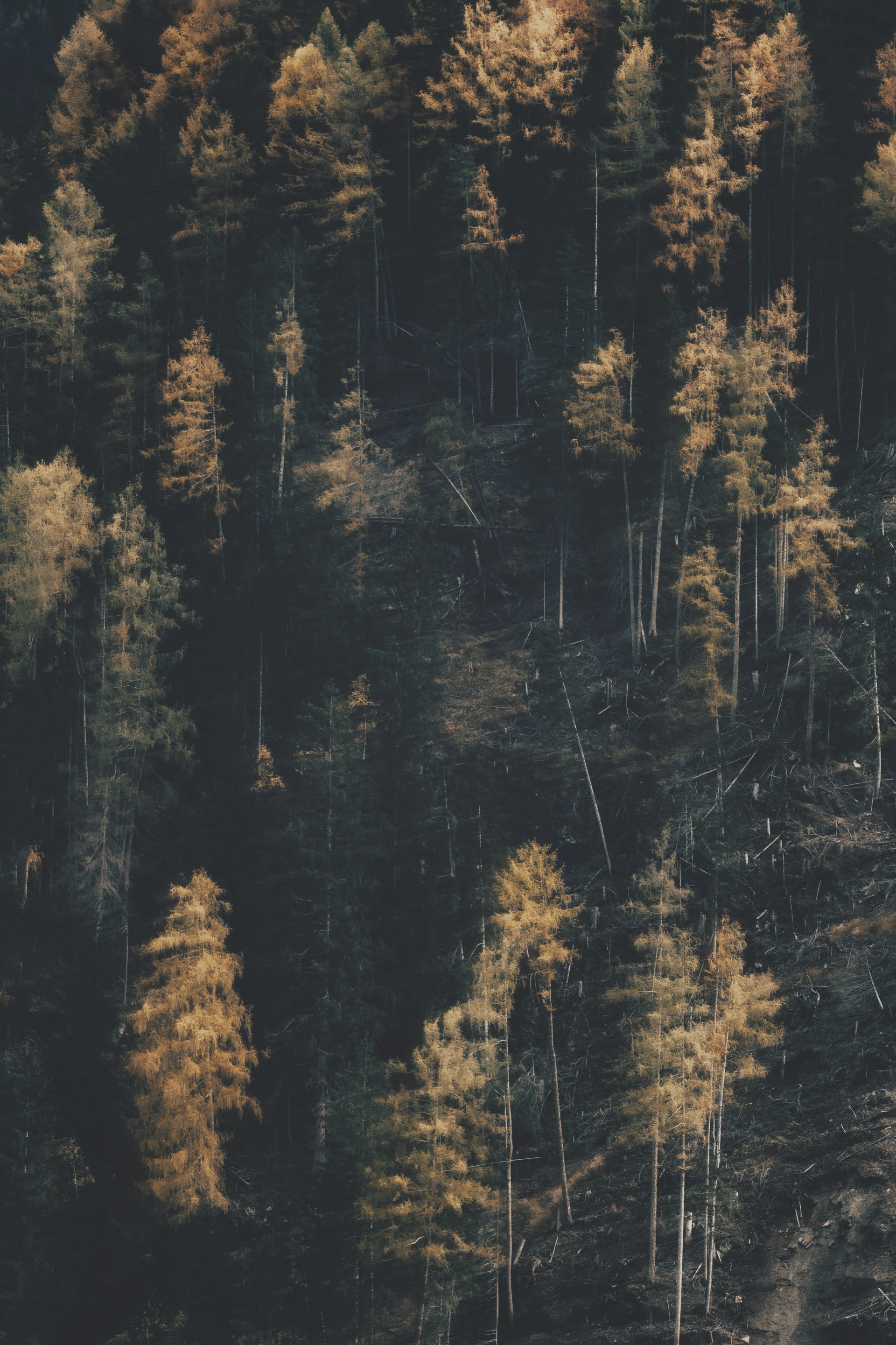 Forest with a mix of evergreen and golden trees against a dark background, possibly autumn.