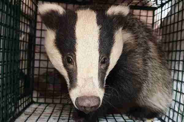 A badger is sitting in a cage and looking at the camera.