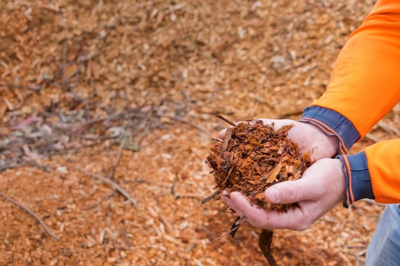 A Man Is Holding Leaves In His Hand— Burnett Trees in Kiama, NSW