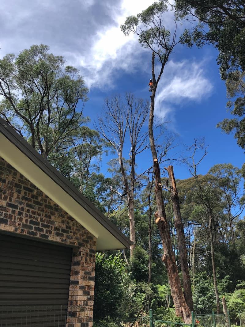 A House with A Garage and Trees in Front of It — Burnett Trees in Kiama, NSW
