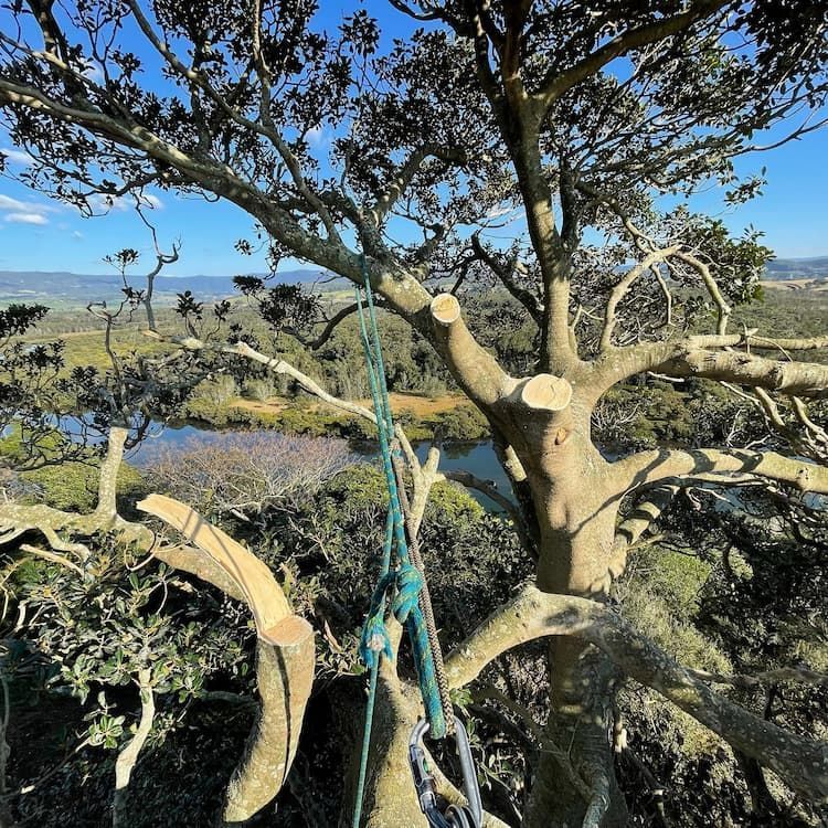 A Tree with A Lot of Branches Is Being Cut Down — Burnett Trees in Berry, NSW