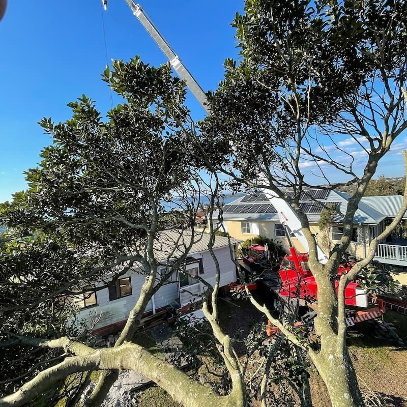 A crane is cutting a tree in front of a house — Burnett Trees in Shoalhaven Heads, NSW