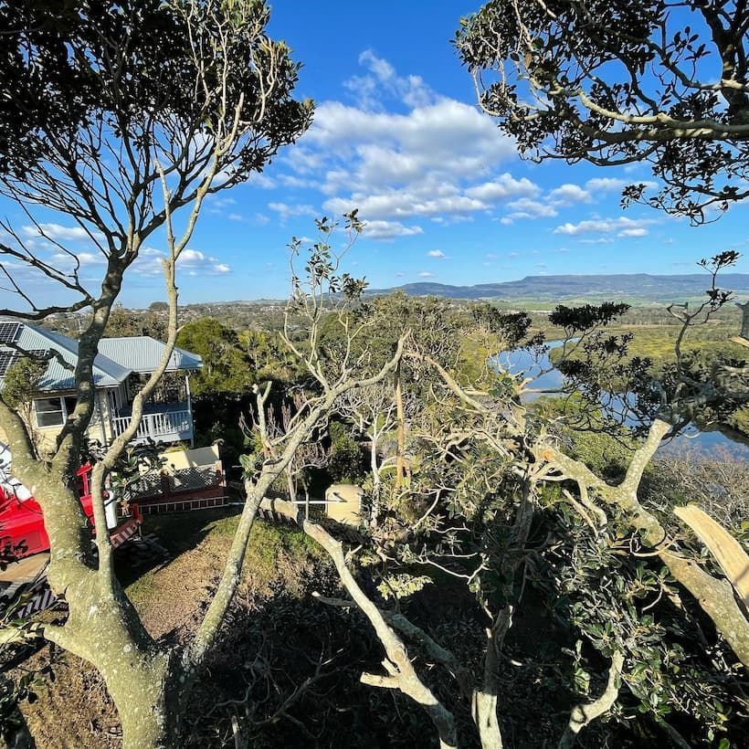 A House Is Visible Through the Branches of A Tree — Burnett Trees in Shoalhaven Heads, NSW