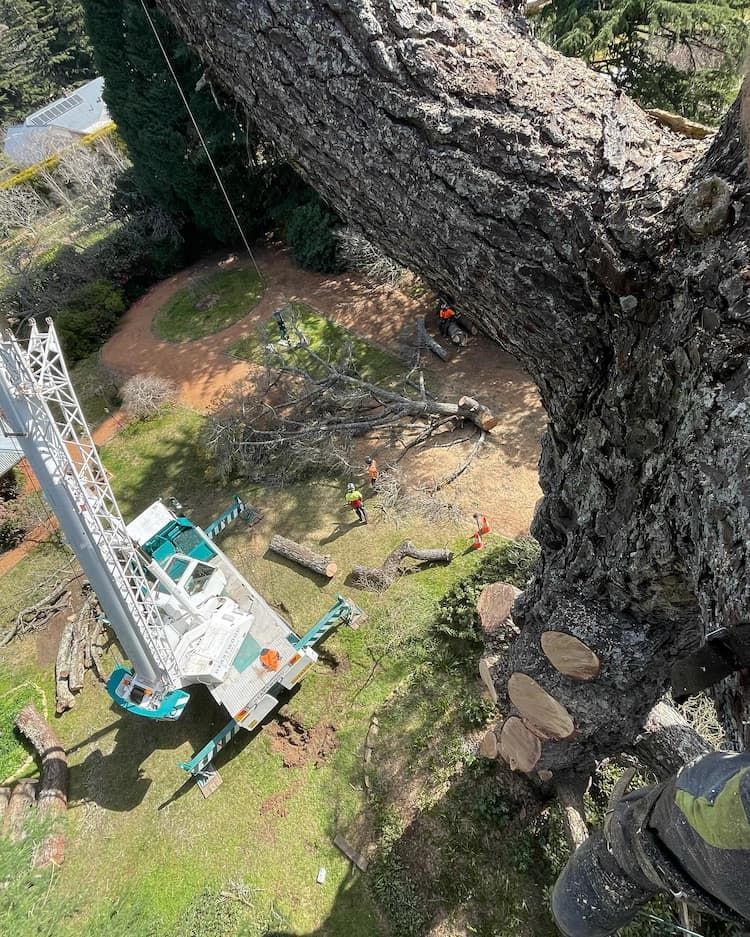 An Aerial View of A Tree Being Cut Down by A Crane — Burnett Trees in Kiama, NSW