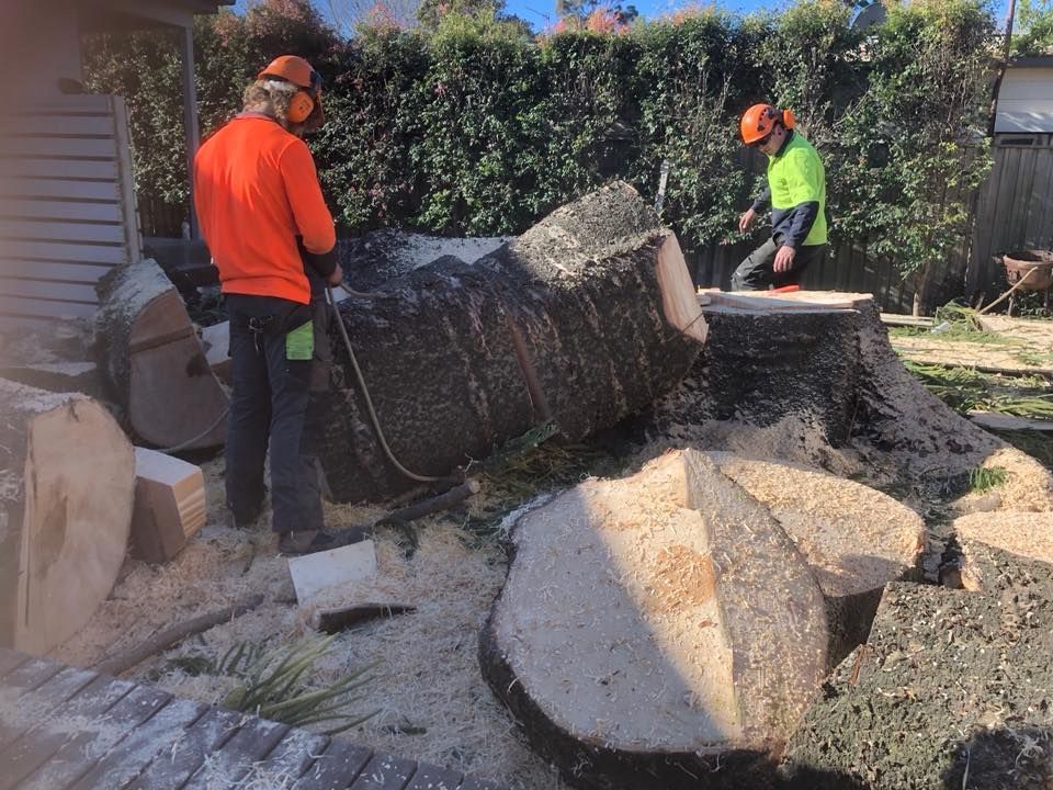 Two Men Are Cutting a Tree Stump with A Chainsaw — Burnett Trees in Albion Park, NSW