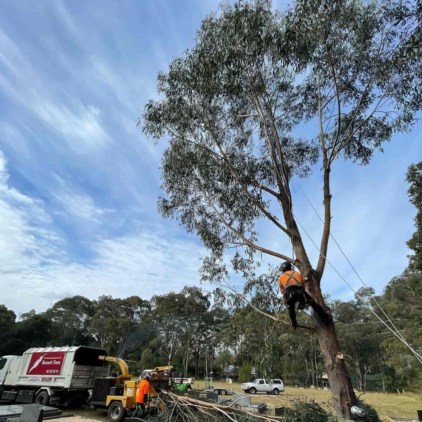 Workers Trimming a Tall Tree Beside a Truck and Utility Vehicle — Burnett Trees in Wollongong, NSW