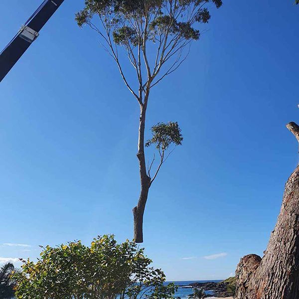 A Large Tree Is Being Lifted by A Crane — Burnett Trees in Kiama, NSW
