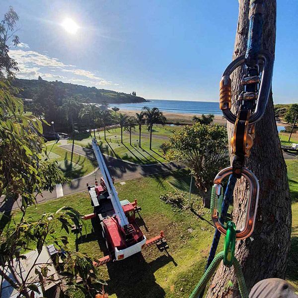 A Crane Is Attached to A Tree with A View of The Ocean in The Background — Burnett Trees in Kiama, NSW